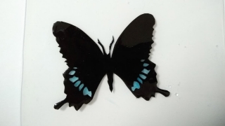 Thumbnail of post image 009