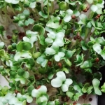 Thumbnail of related posts 106