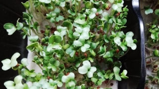 Thumbnail of post image 086